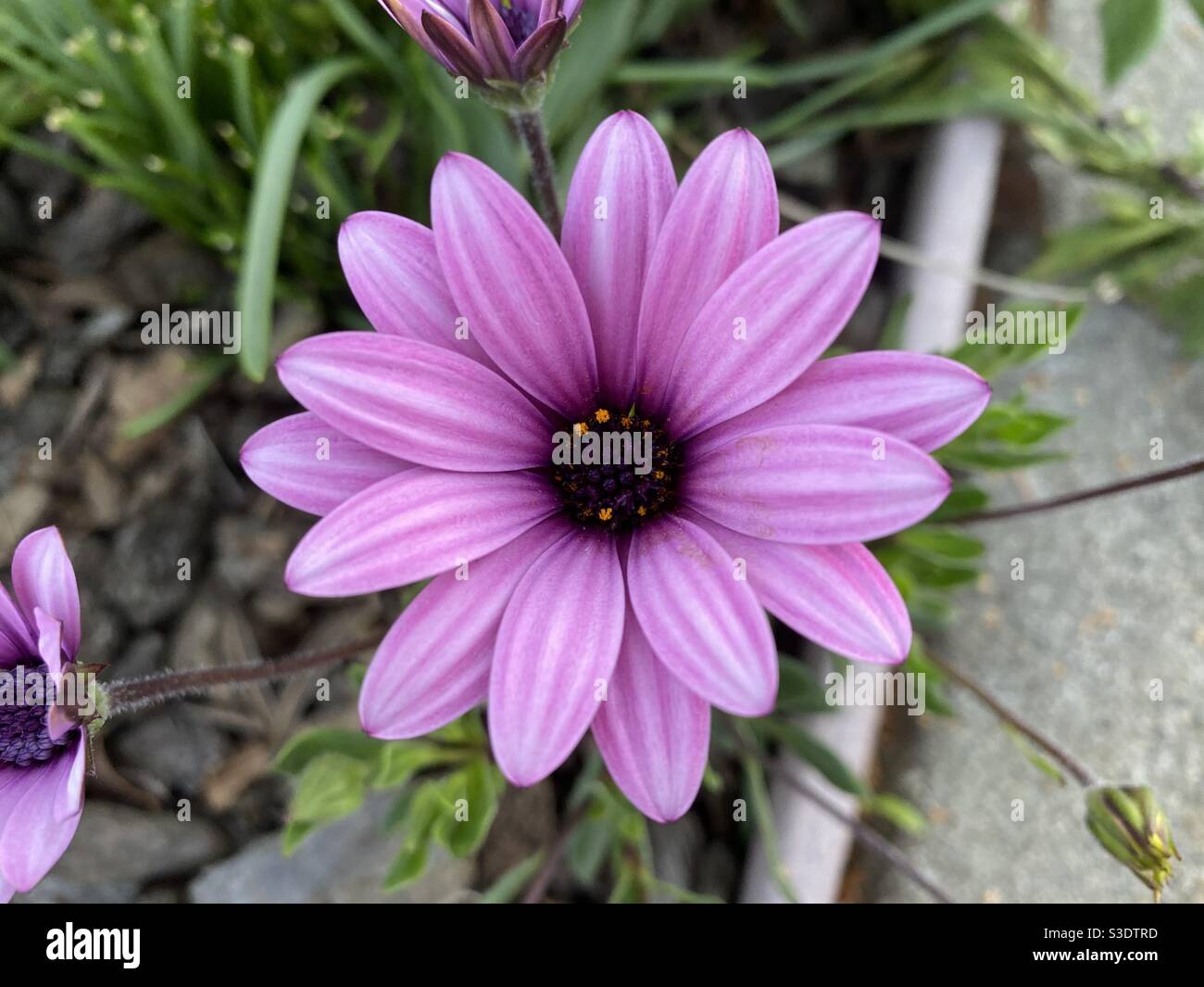 Lilac-colored flower with 15 petals in garden Stock Photo