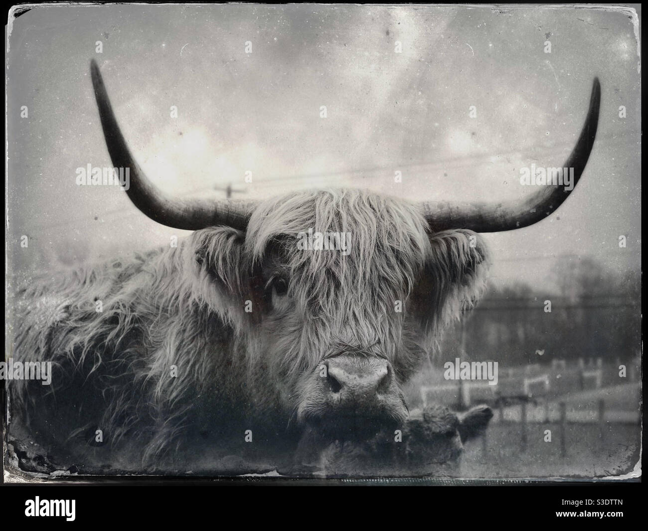 Highlands cattle - Smartphone Captured Stock Image