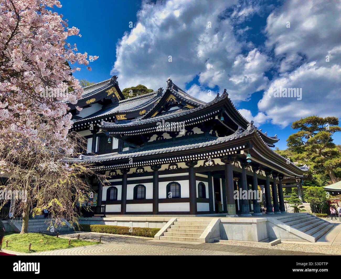 Traditional Japanese Buddhist temple with cherry blossom in Kamakura, Japan. - Smartphone Captured Stock Image