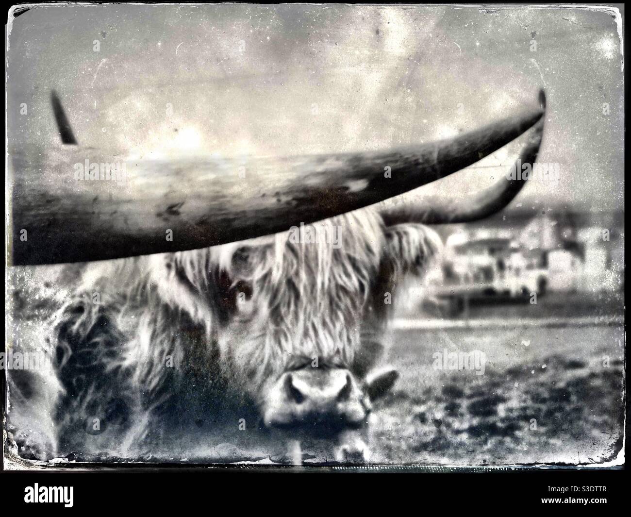 Highland cattle - Smartphone Captured Stock Image