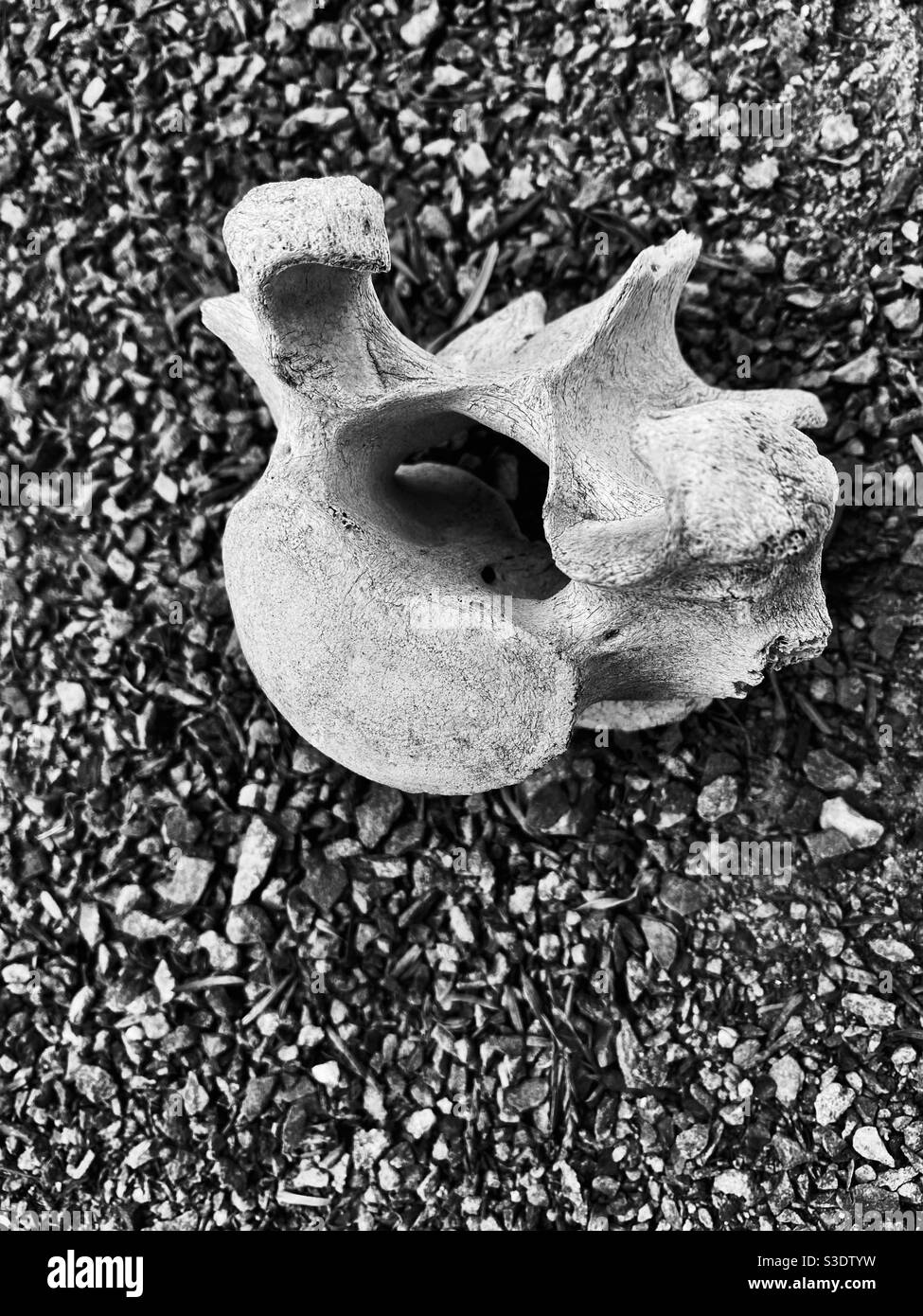 Bleached vertebrae of cow, on gravel - Smartphone Captured Stock Image