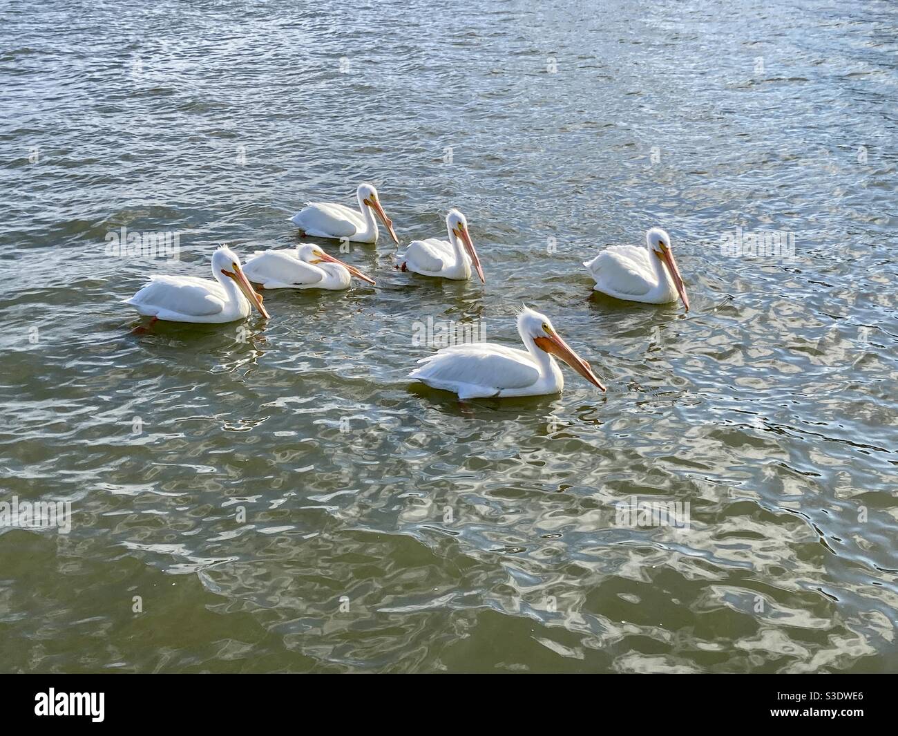 Six white pelicans floating in water - Smartphone Captured Stock Image