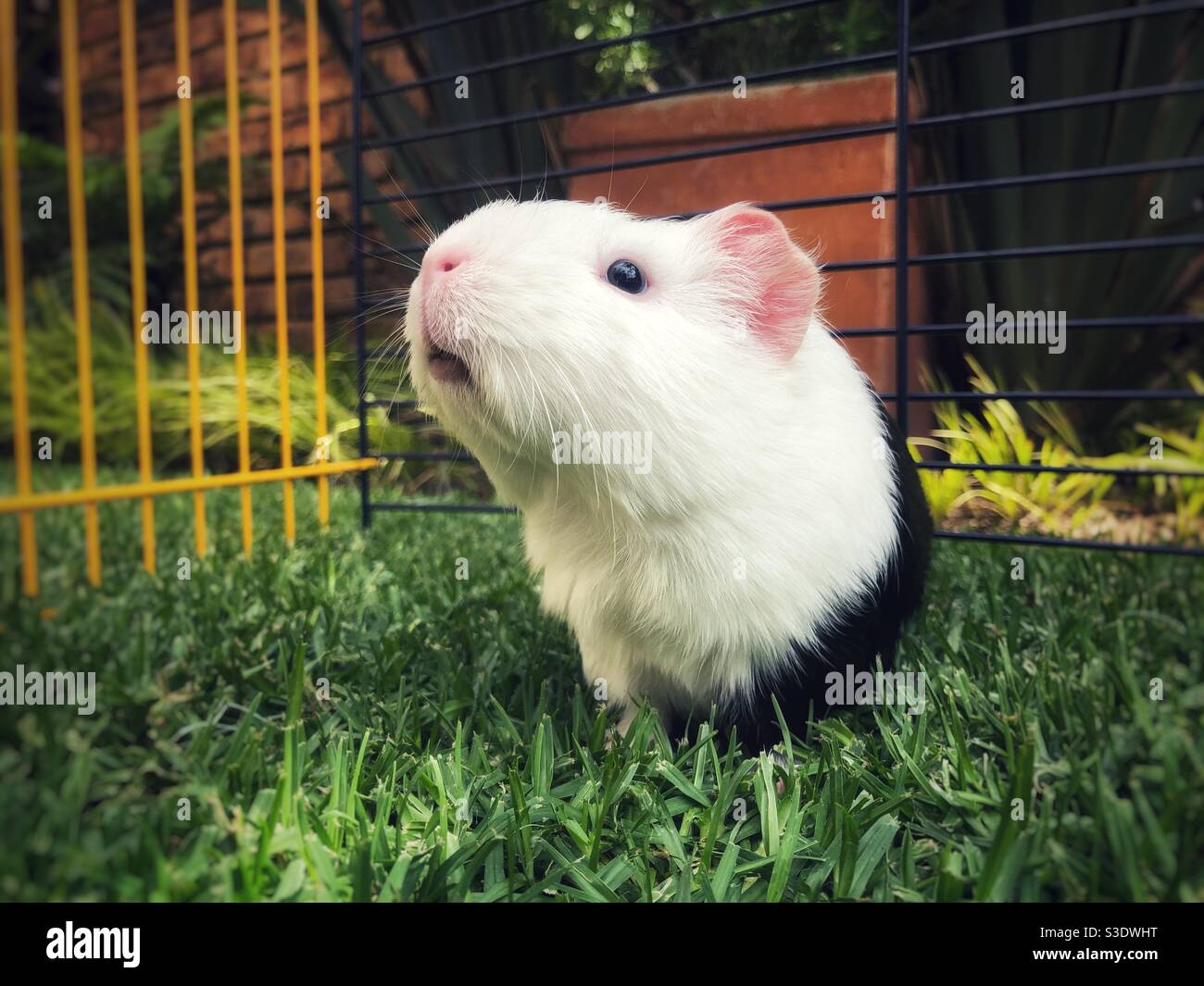 Baby guinea pig looking curiously up into the air Stock Photo