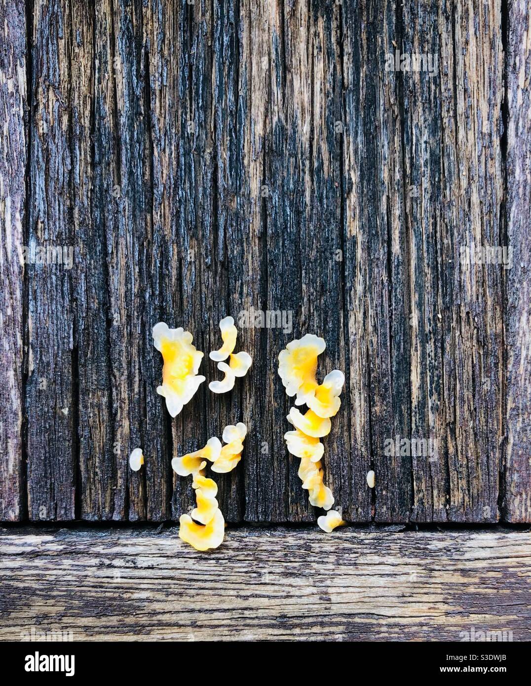 Unknown fungi/fungus growing on the surface of a wooden table after a week of rain - Smartphone Captured Stock Image
