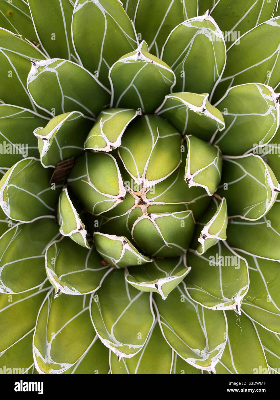 High-angle view of Queen Victoria Agave (Agave victoriae-reginae) at Mt. Coot-tha Botanical Gardens Stock Photo