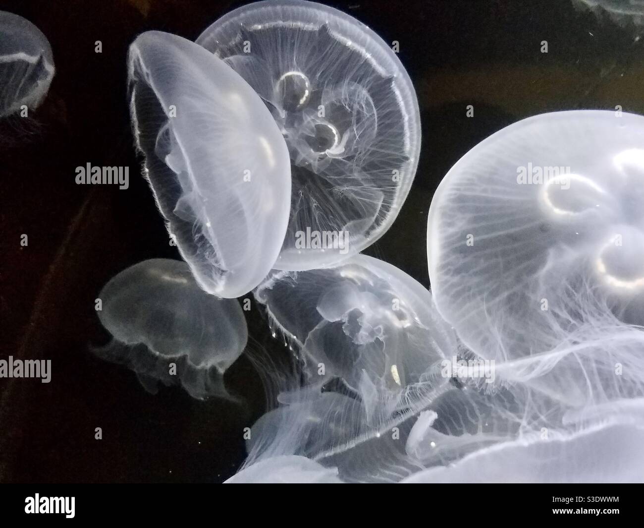Clear Jellyfish Swimming Stock Photo