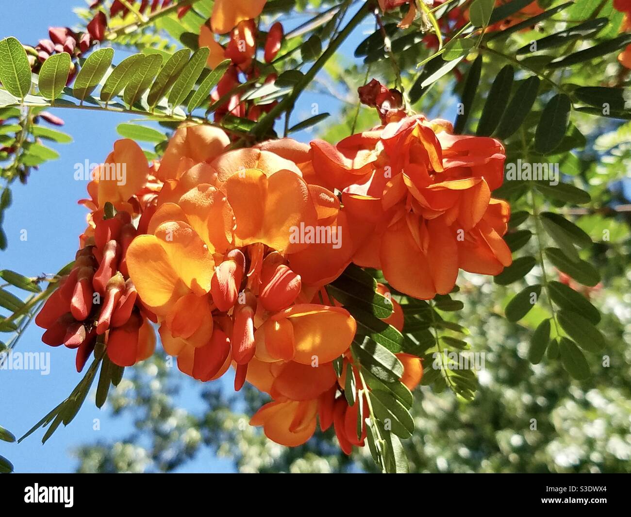 Gorgeous Rattlebox Tree Blooms Stock Photo