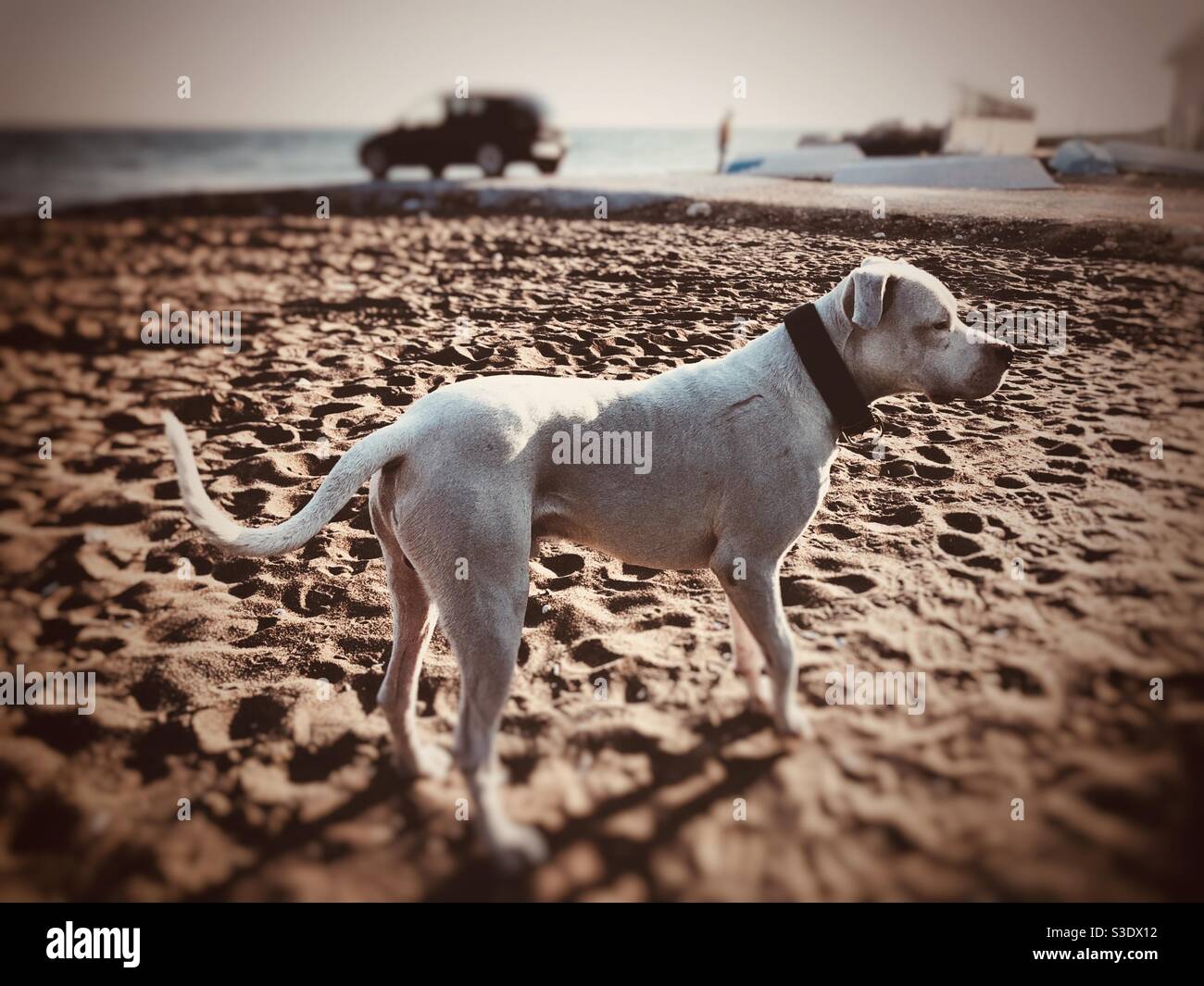 White boxer dog on beach Stock Photo