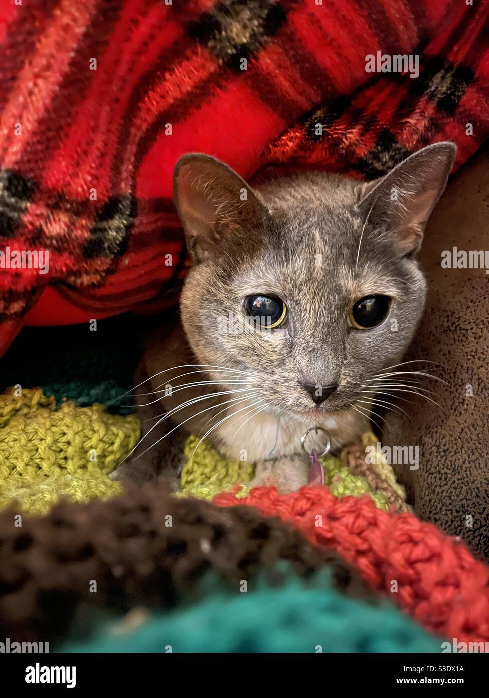 Cat under blanket Stock Photo Alamy