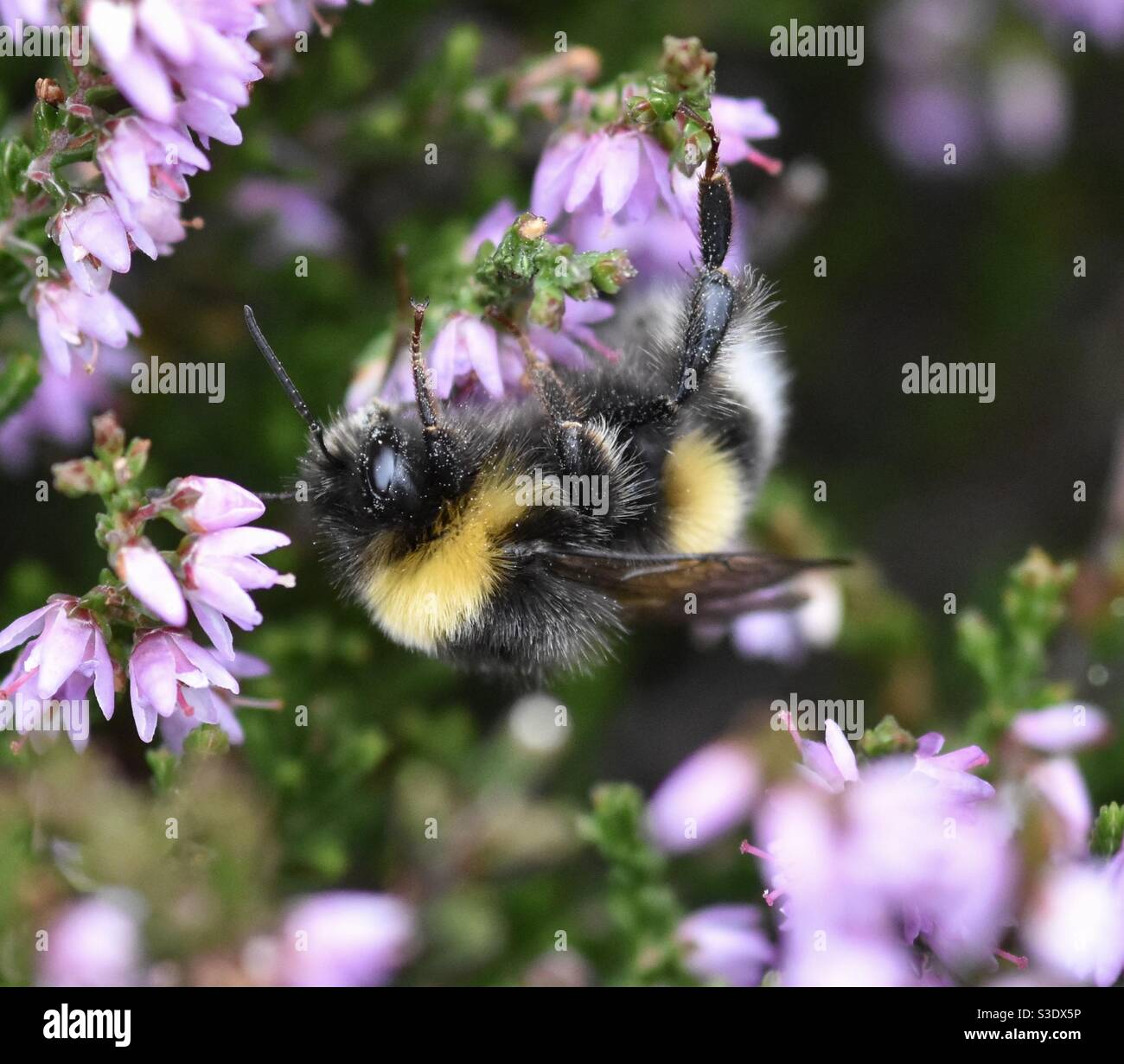Bee pollinating heather Stock Photo