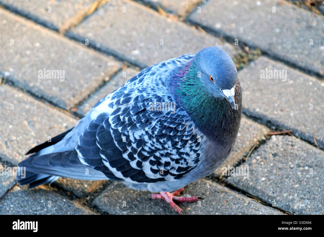 One pigeon sitting on paving slabs - Smartphone Captured Stock Image