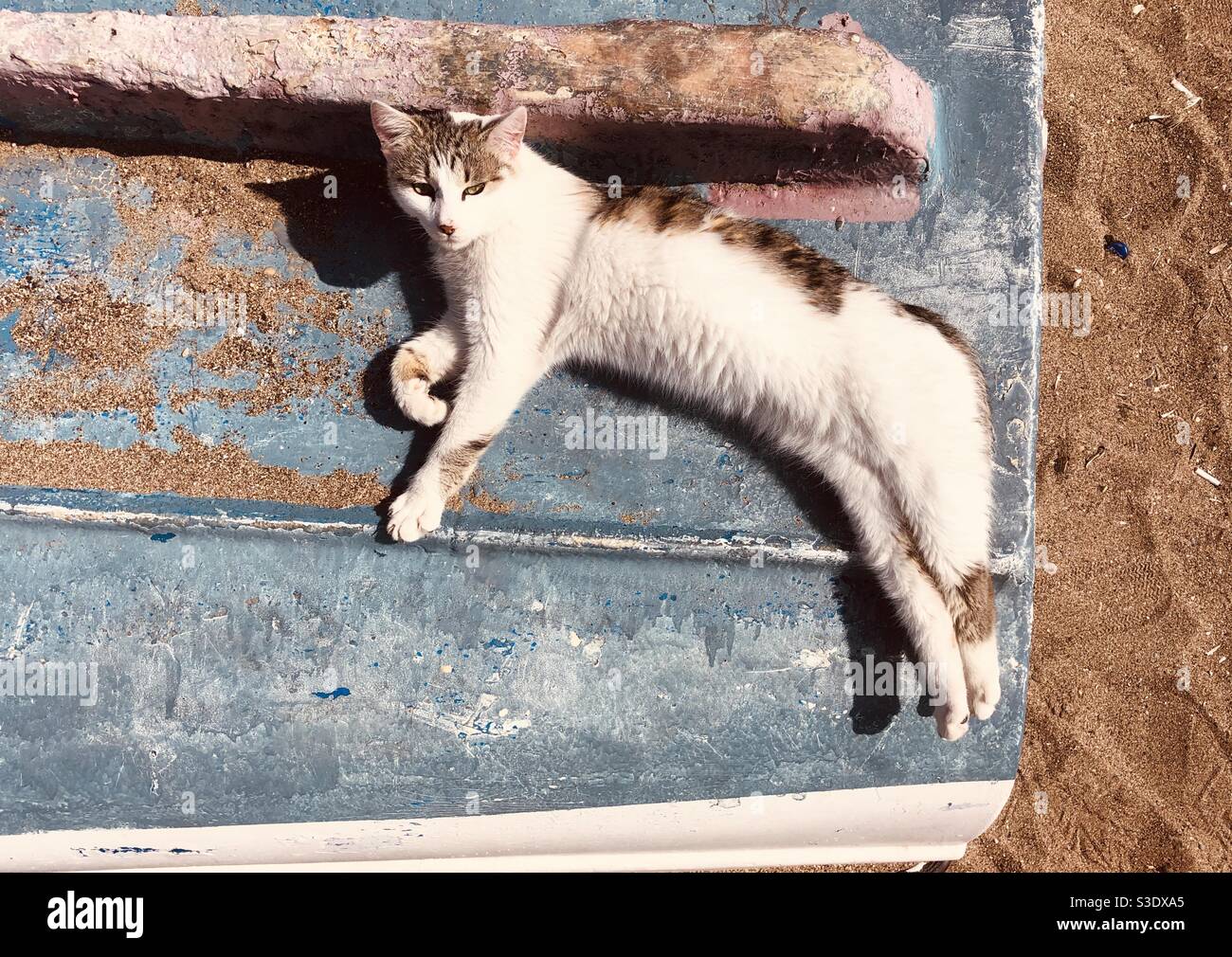 Relaxed Stray cat  lies on a wooden surface on beach - Smartphone Captured Stock Image