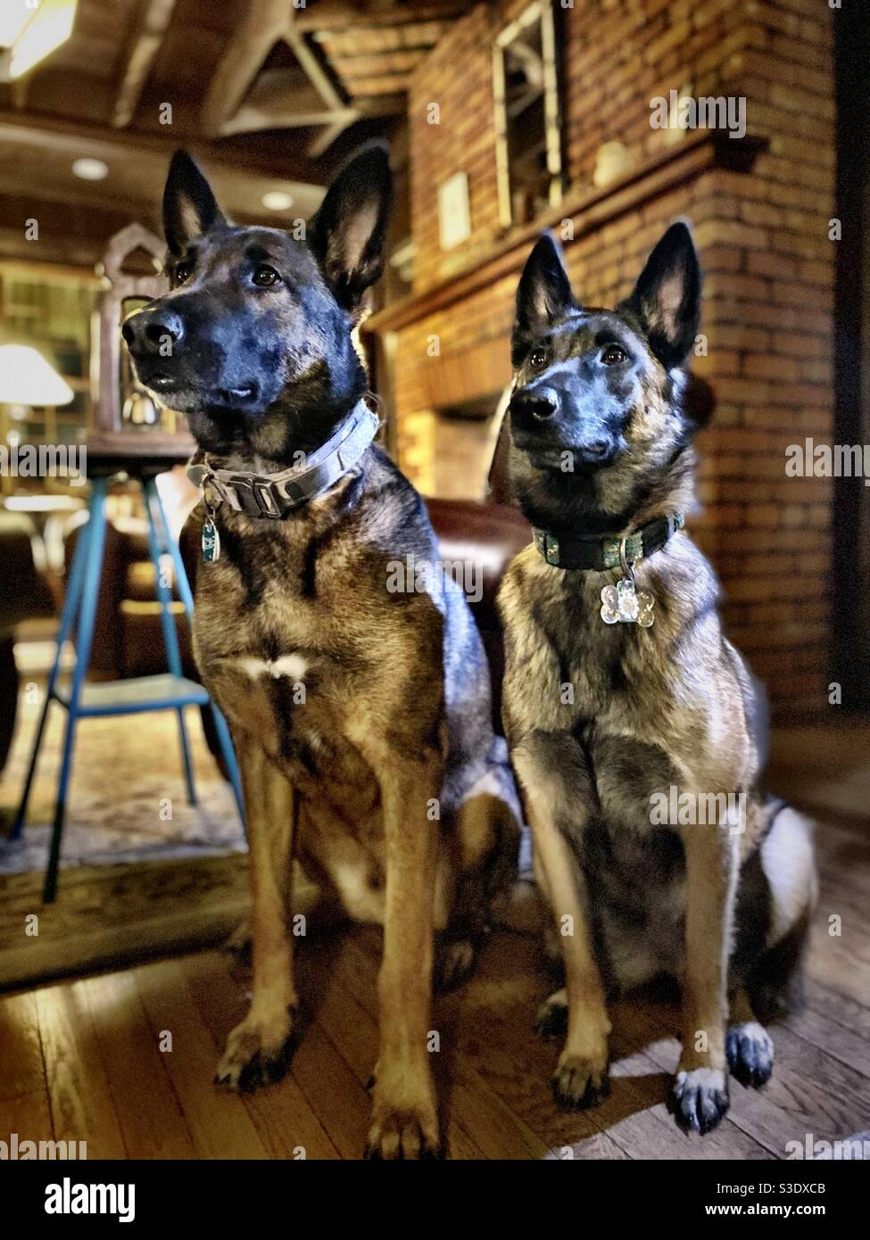 Two beautiful Belgian Malinois dogs - Smartphone Captured Stock Image