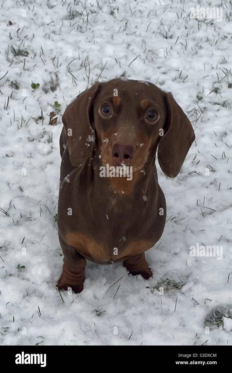 Dachshund in the snow Stock Photo - Alamy