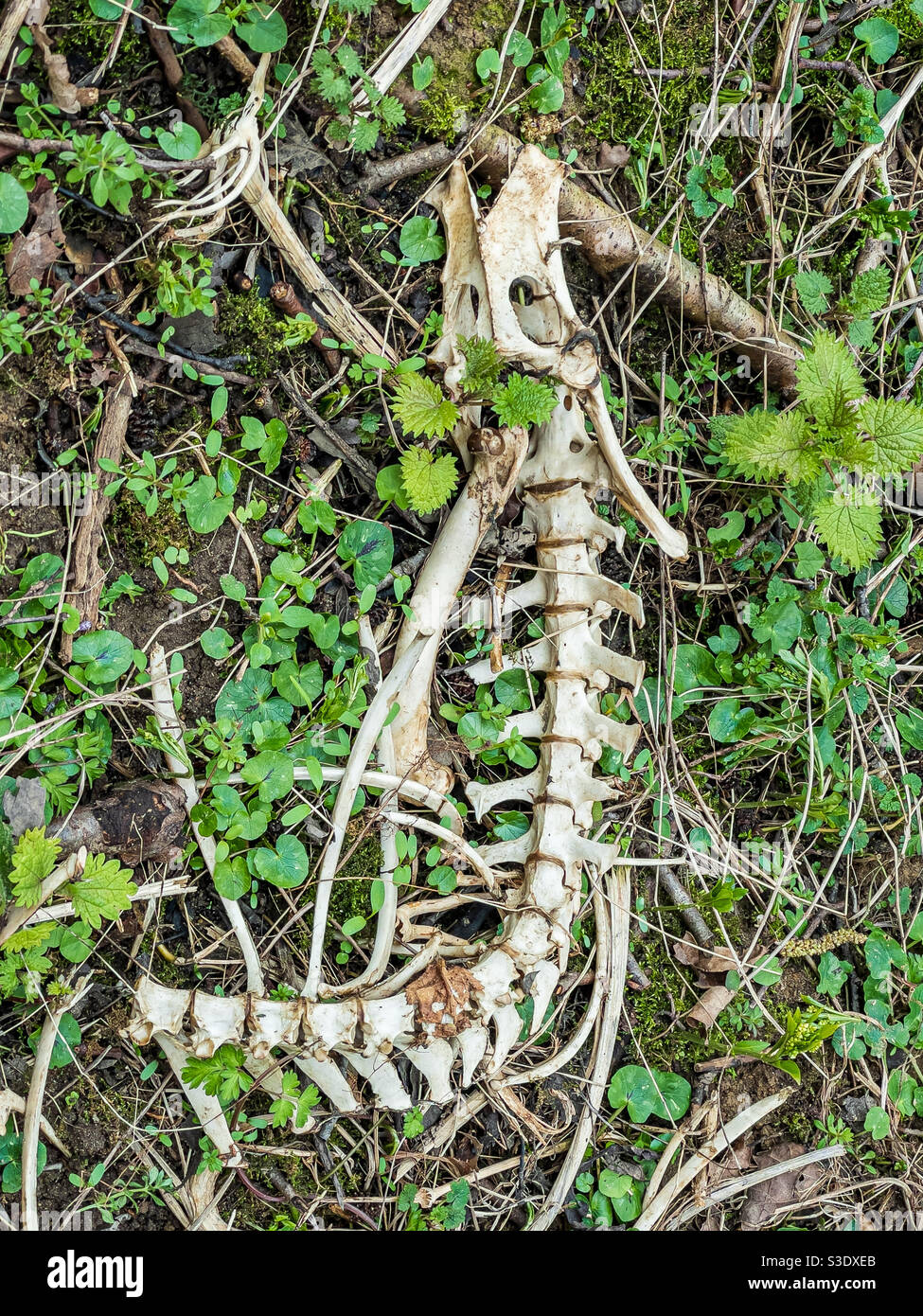 Skeletal remains of a muntjac deer - Smartphone Captured Stock Image