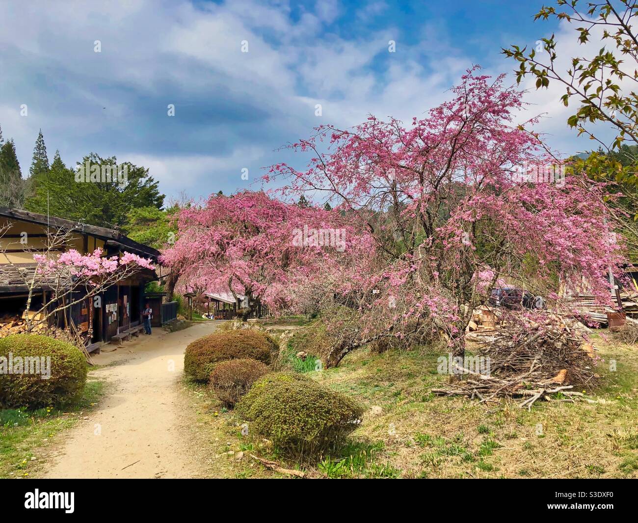 Blossoming wild sakura trees on a hiking trail in Japanese mountains. - Smartphone Captured Stock Image