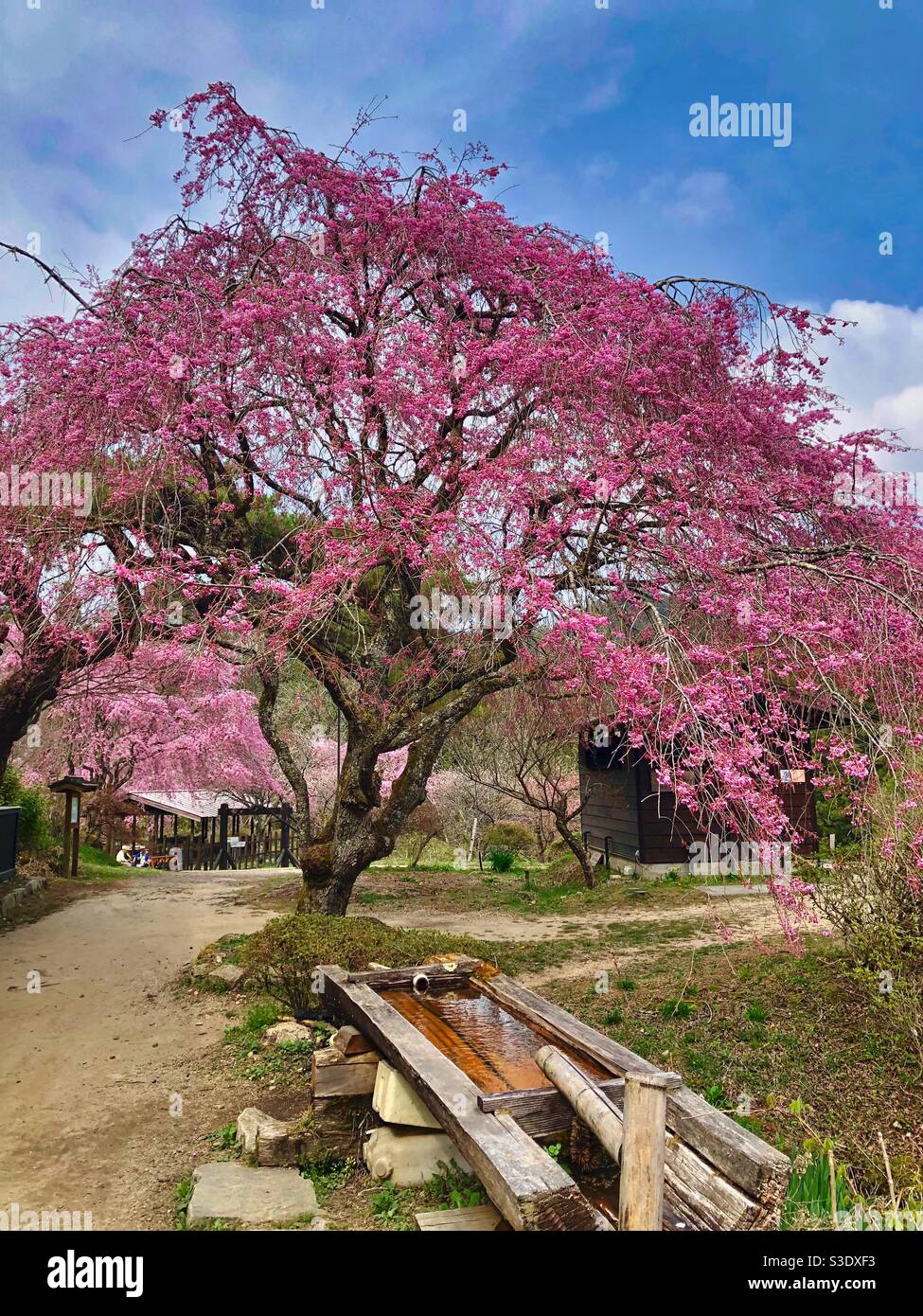 Blossoming sakura tree and wooden vessel with water on a resting place in Japanese mountains. - Smartphone Captured Stock Image