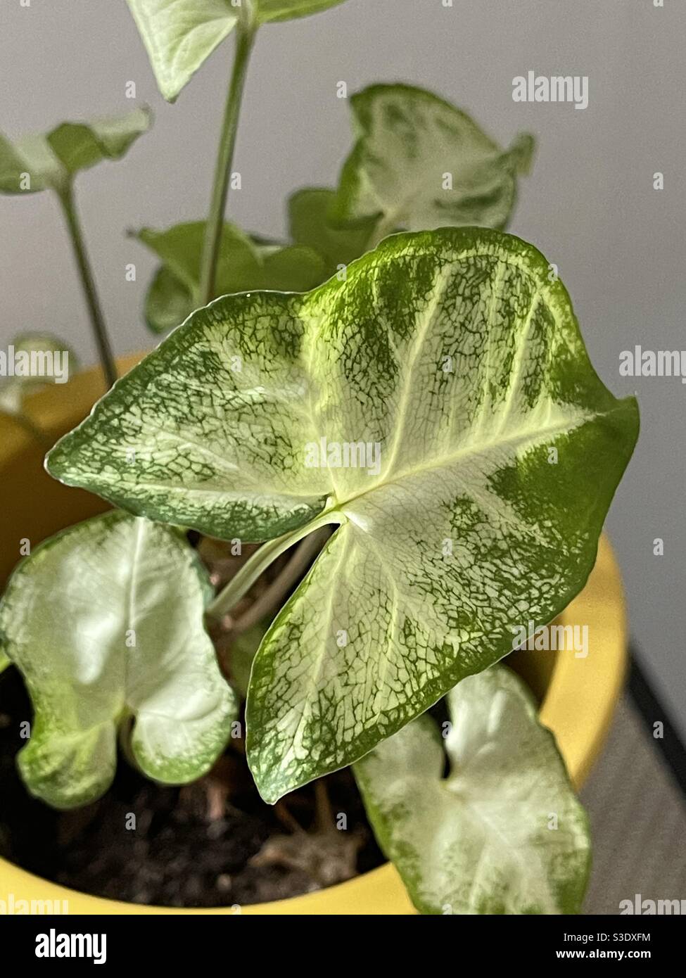Beautiful indoor plant leaves Stock Photo Alamy