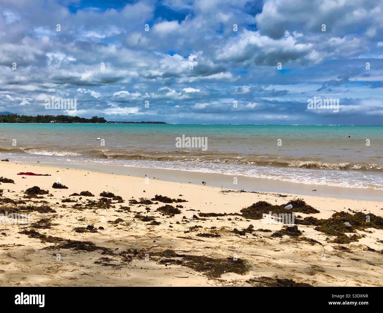 Seaweed brought by storm on a public beach in Mont Choisy, Mauritius. - Smartphone Captured Stock Image