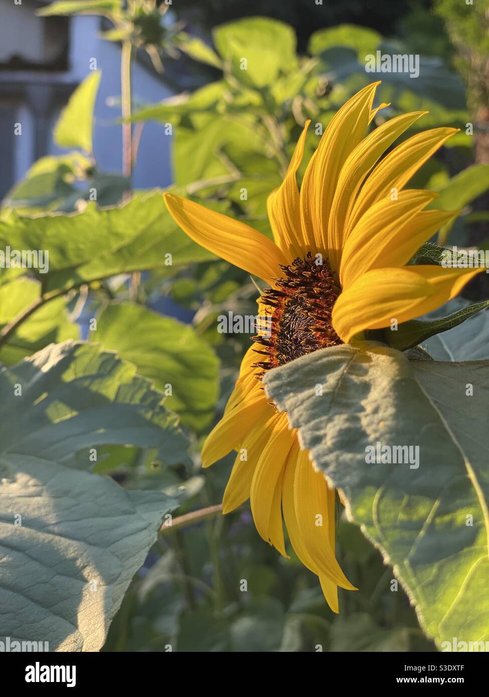 Leaning towards sun hires stock photography and images Alamy