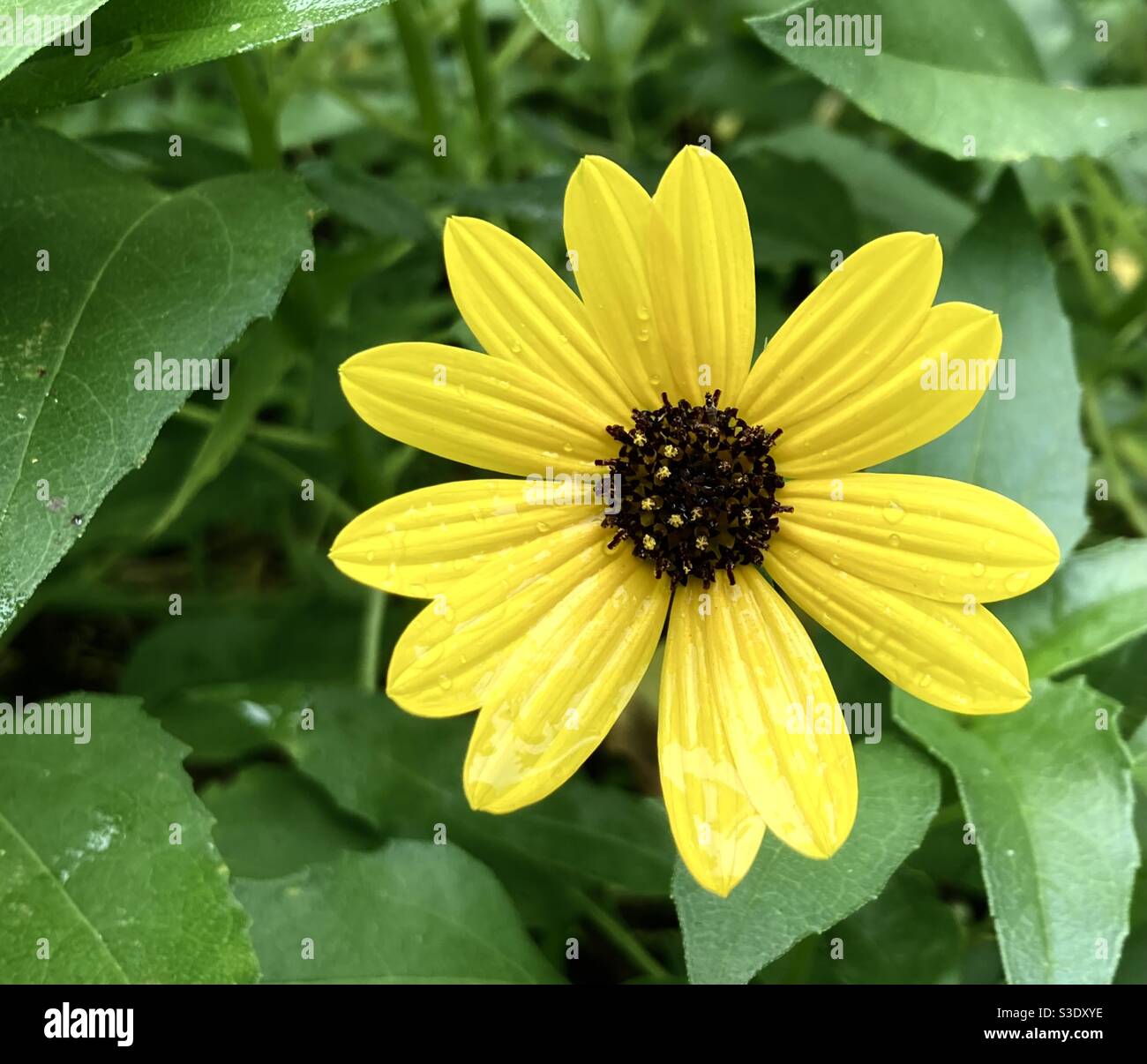 Beach Dune Daisy a native south east Florida plant that grows along the beach - Smartphone Captured Stock Image