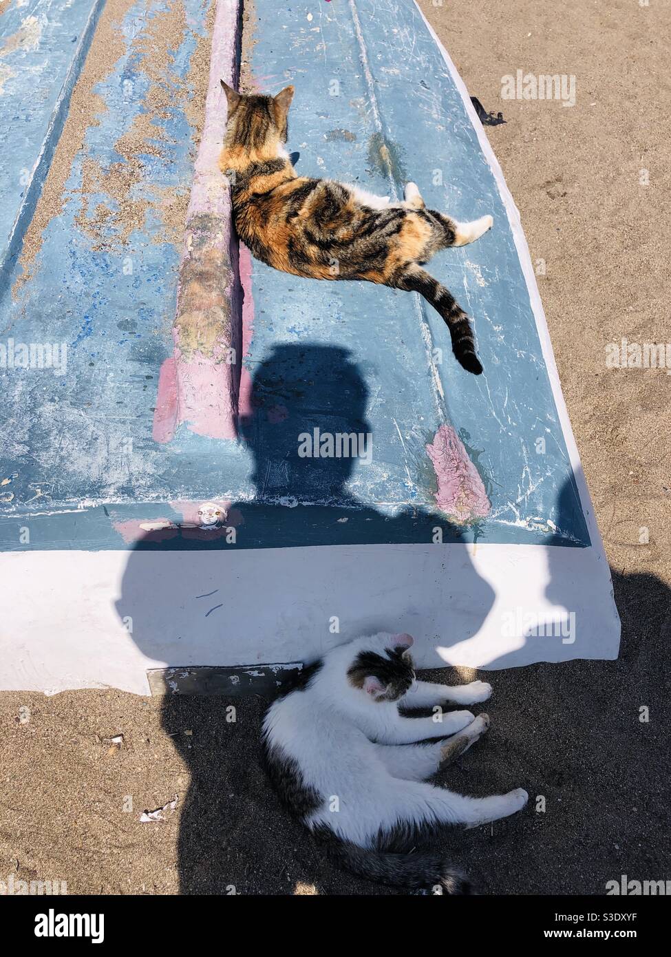 Street Cats resting on a flipped fishing boat and shadow of a person Stock Photo