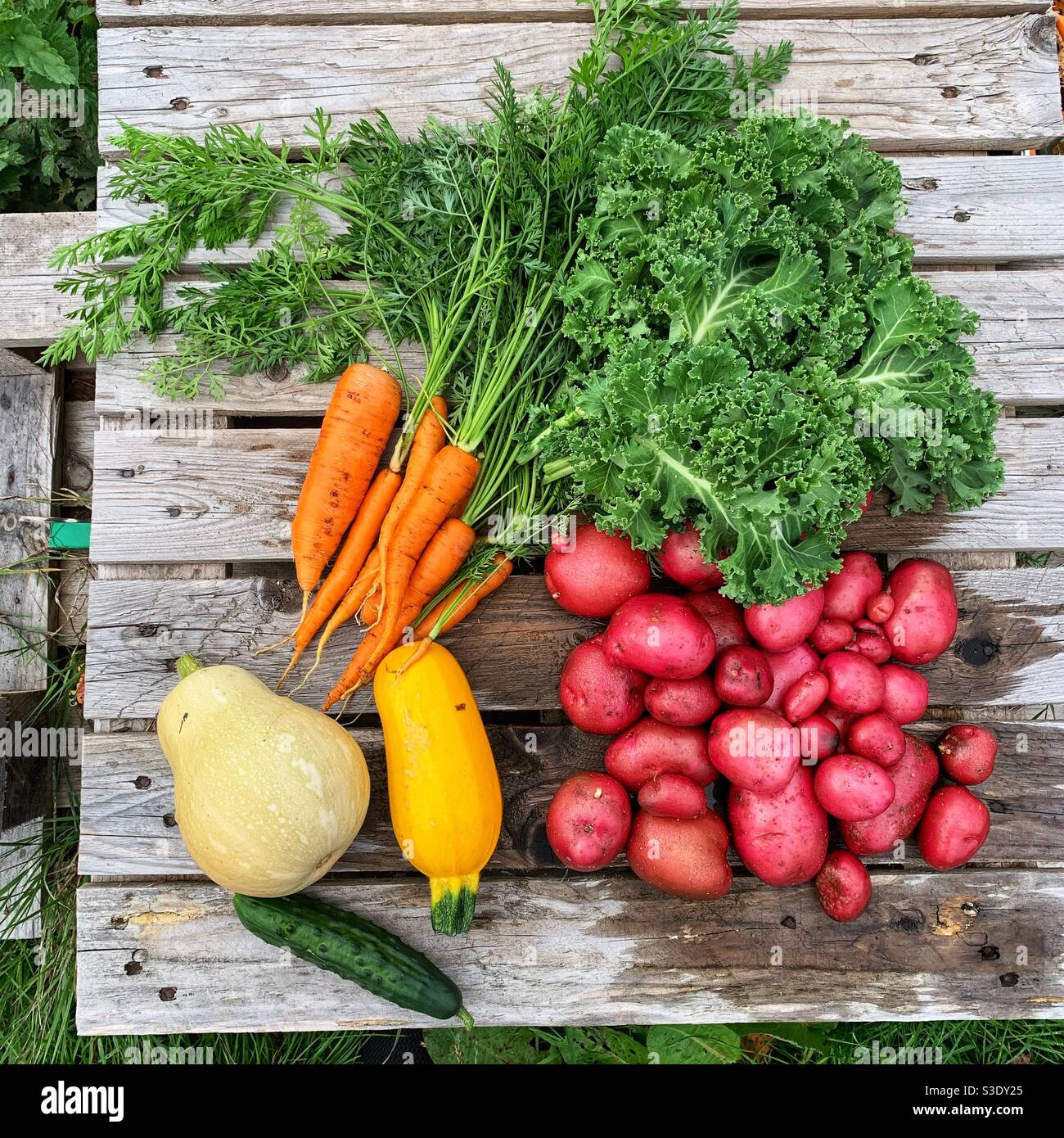 Freshly picked vegetables Stock Photo