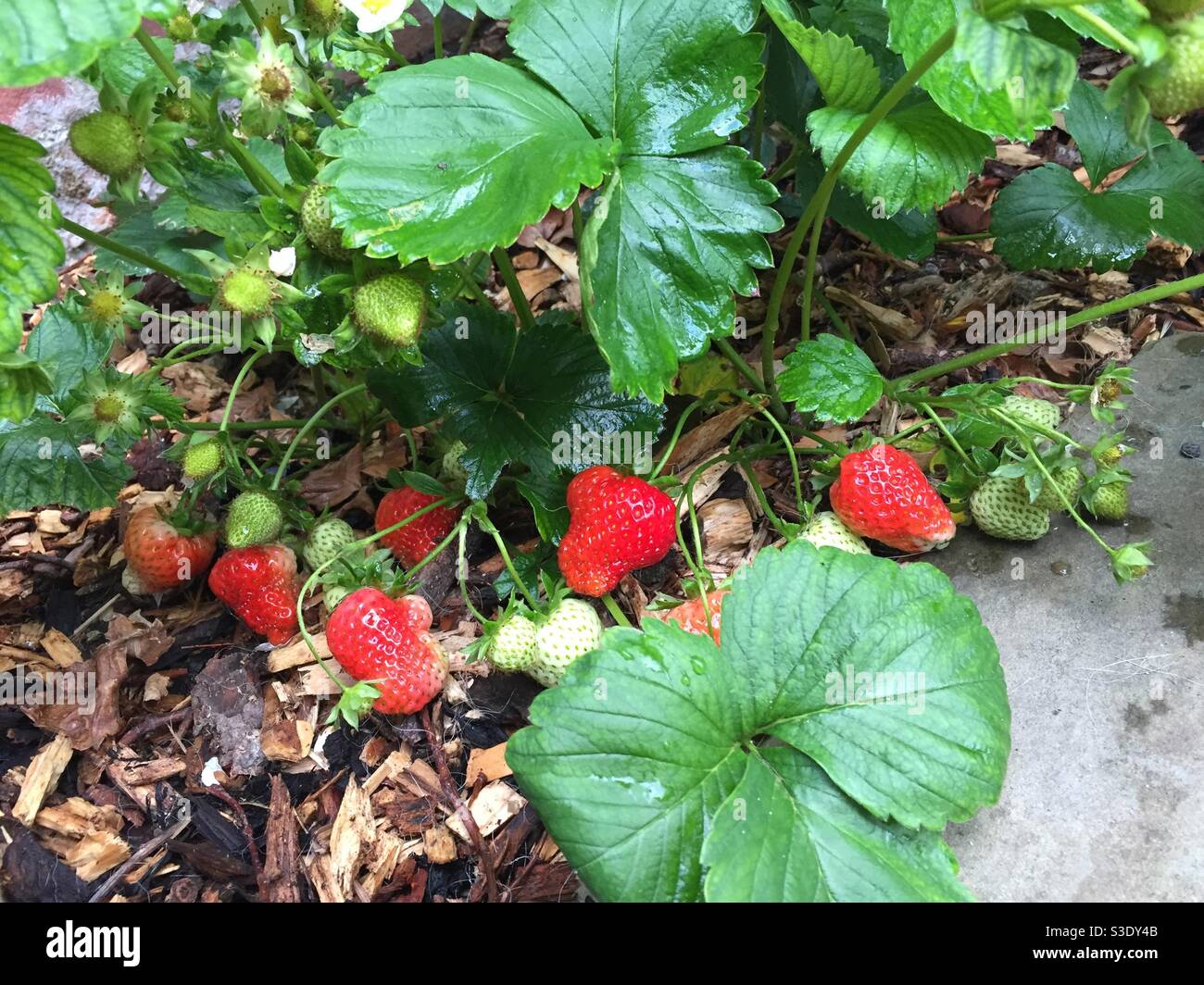 Strawberries, ready to pick Stock Photo Alamy