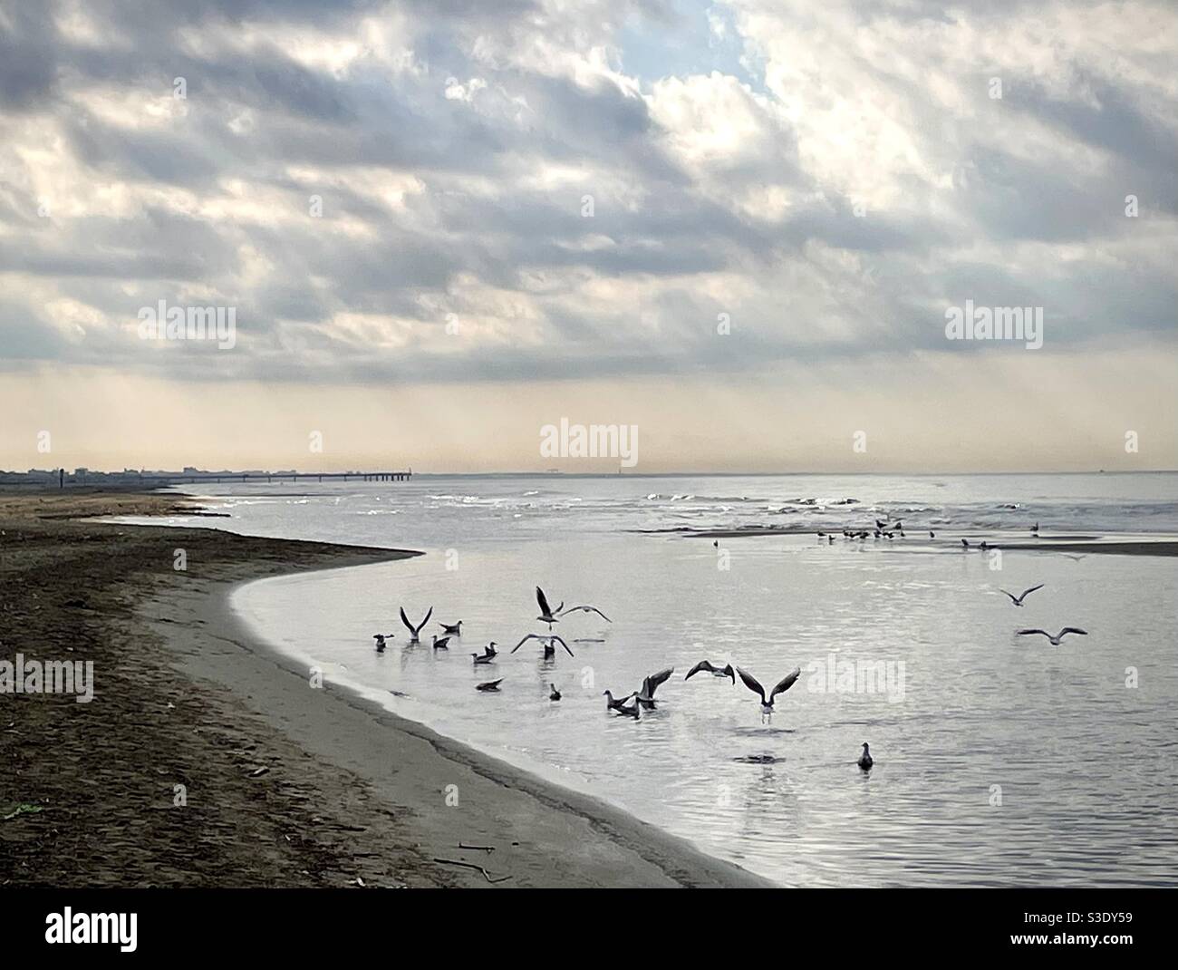 Flock of seagulls resting in the water off the shore in Forte dei marmi best the beach Italy Stock Photo