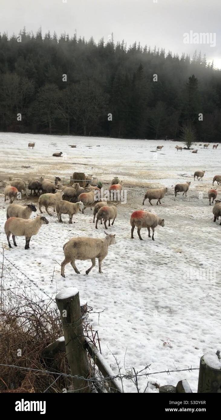 Hamsterley Forest, Auckland Stock Photo Alamy