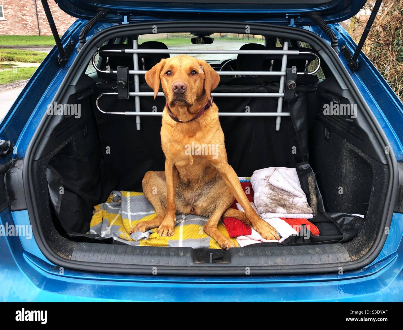 A funny image of a pet Labrador retriever dog sitting relaxed in the boot of a car after a dog walk Stock Photo
