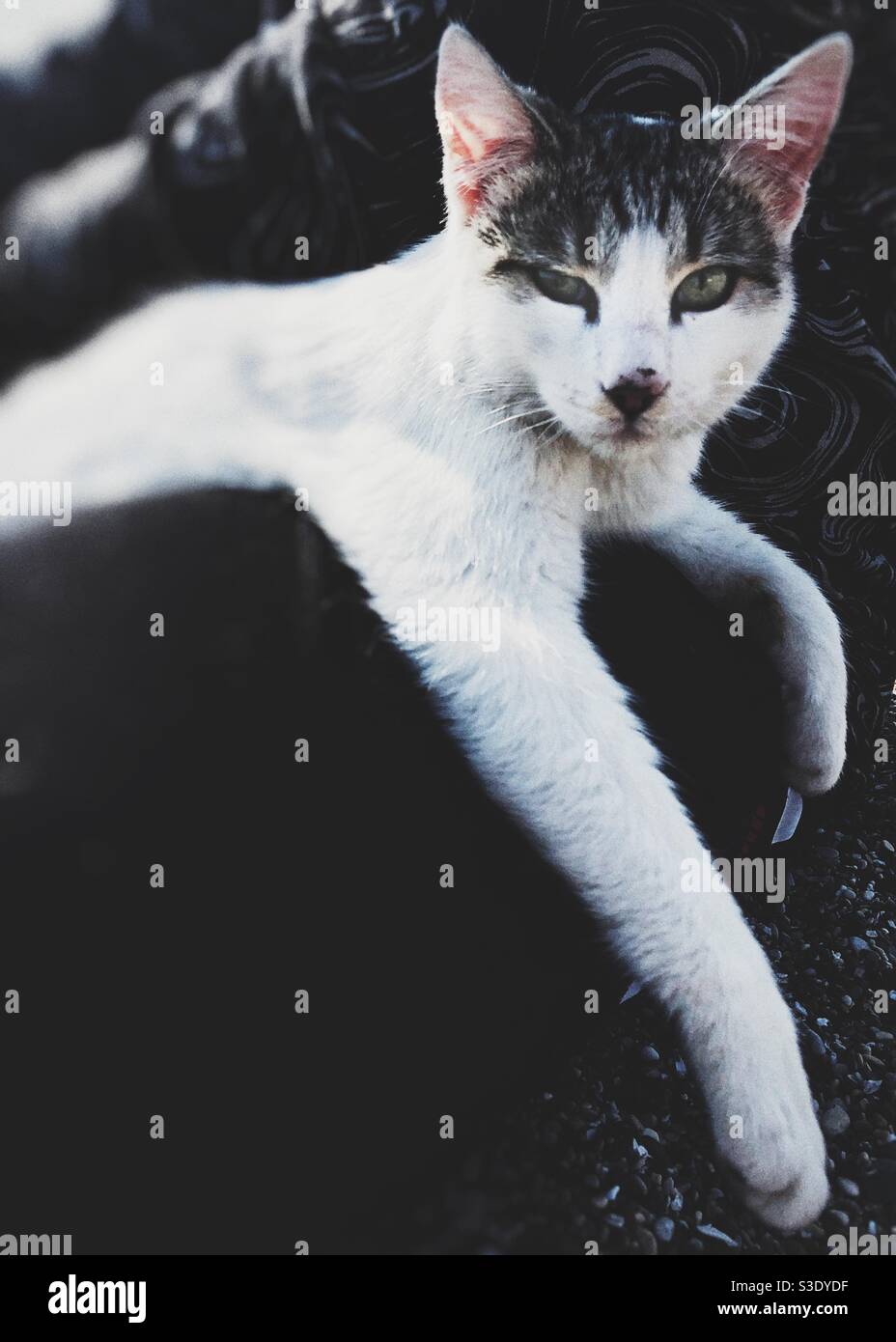 White cat sitting confortable on the lap of a person Stock Photo