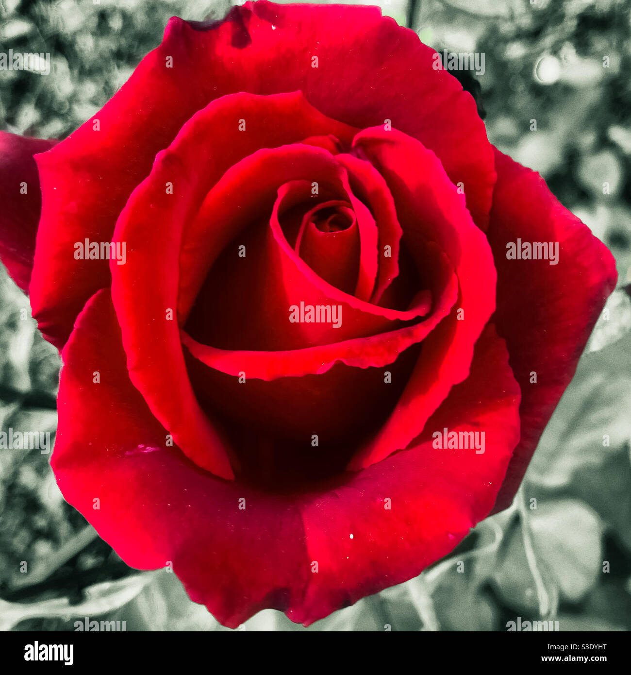 Deep Red rose - Smartphone Captured Stock Image