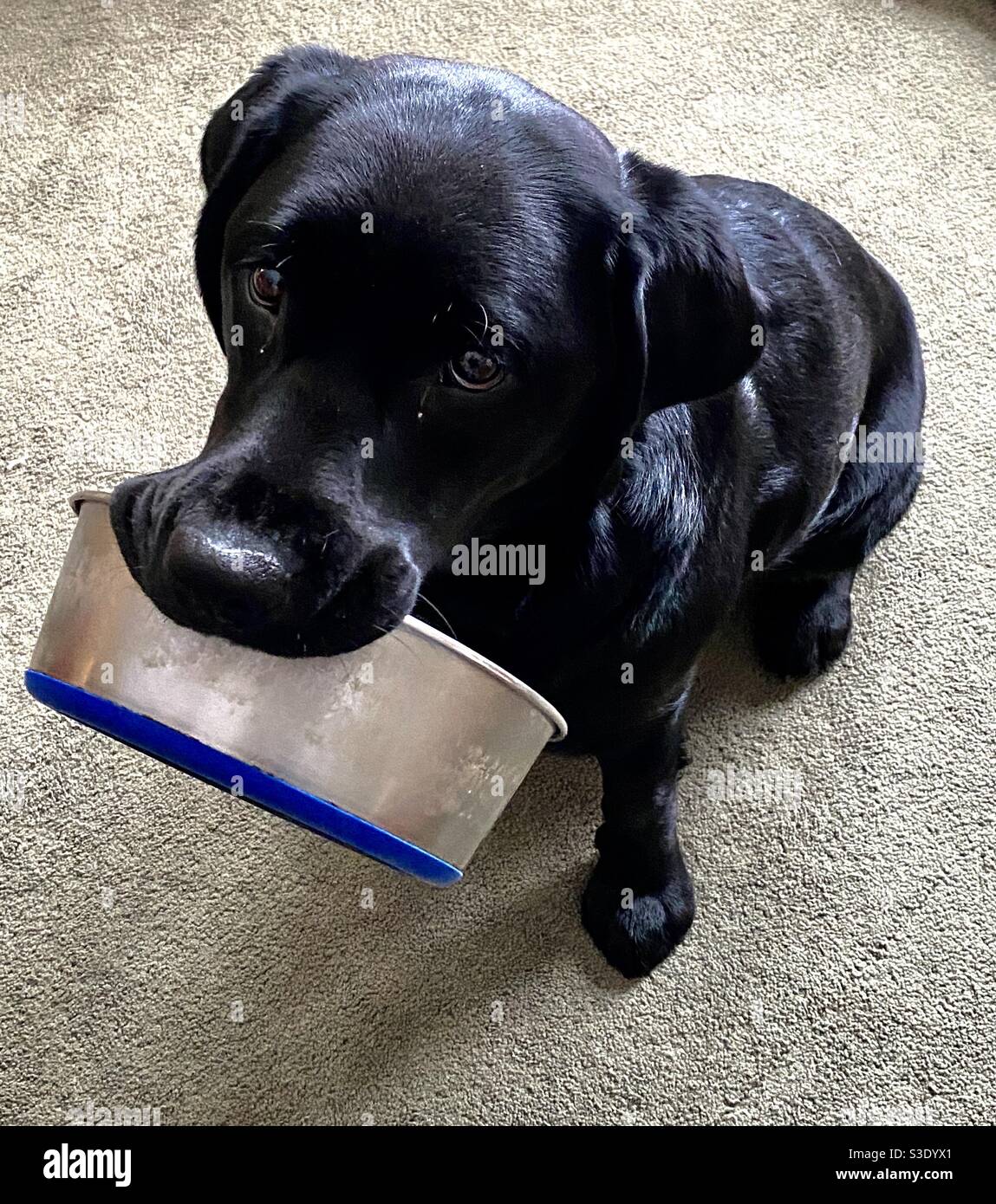 Hungry black Labrador Retriever puppy holding her food dish Stock Photo