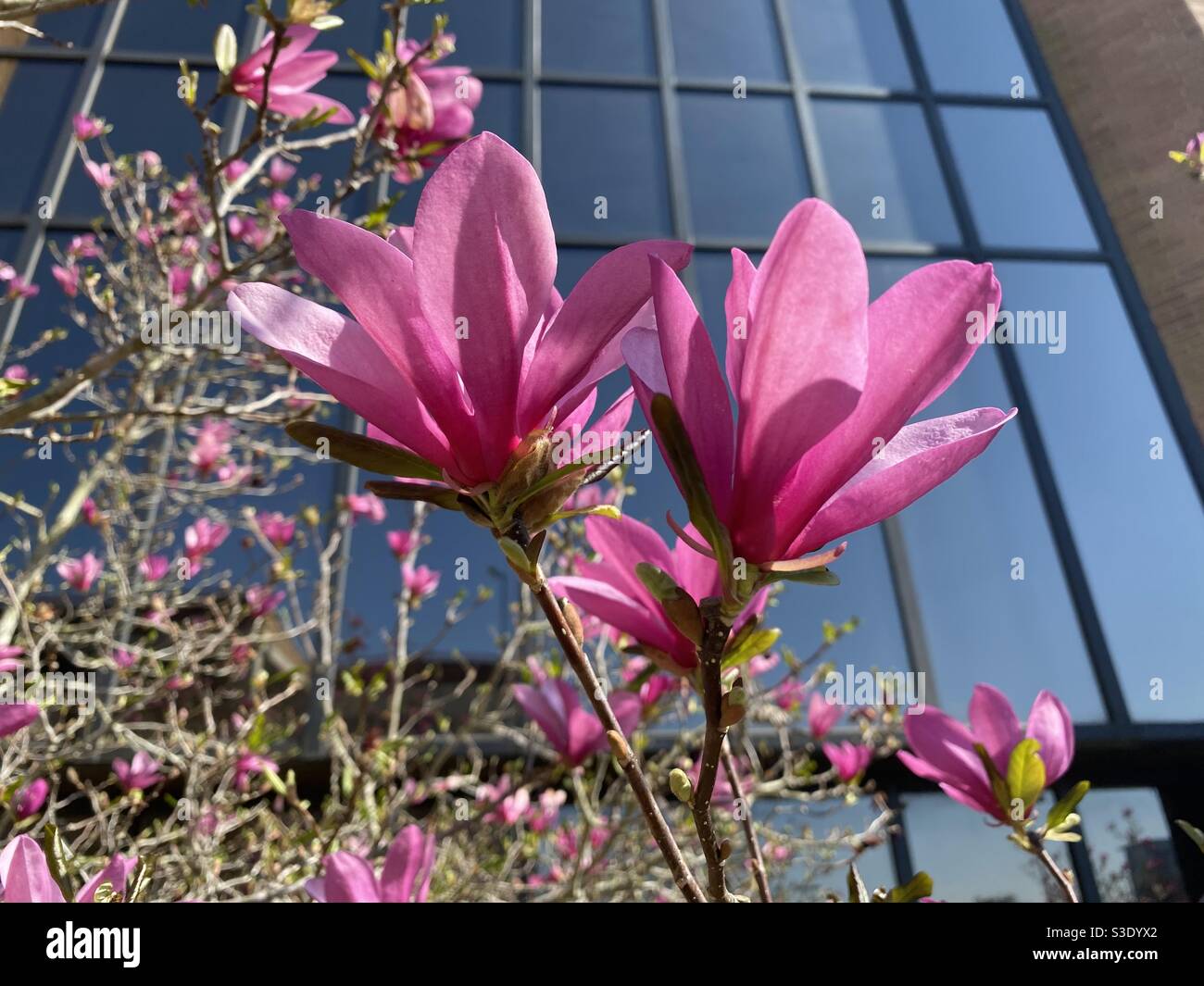 Lovely purple magnolias Stock Photo