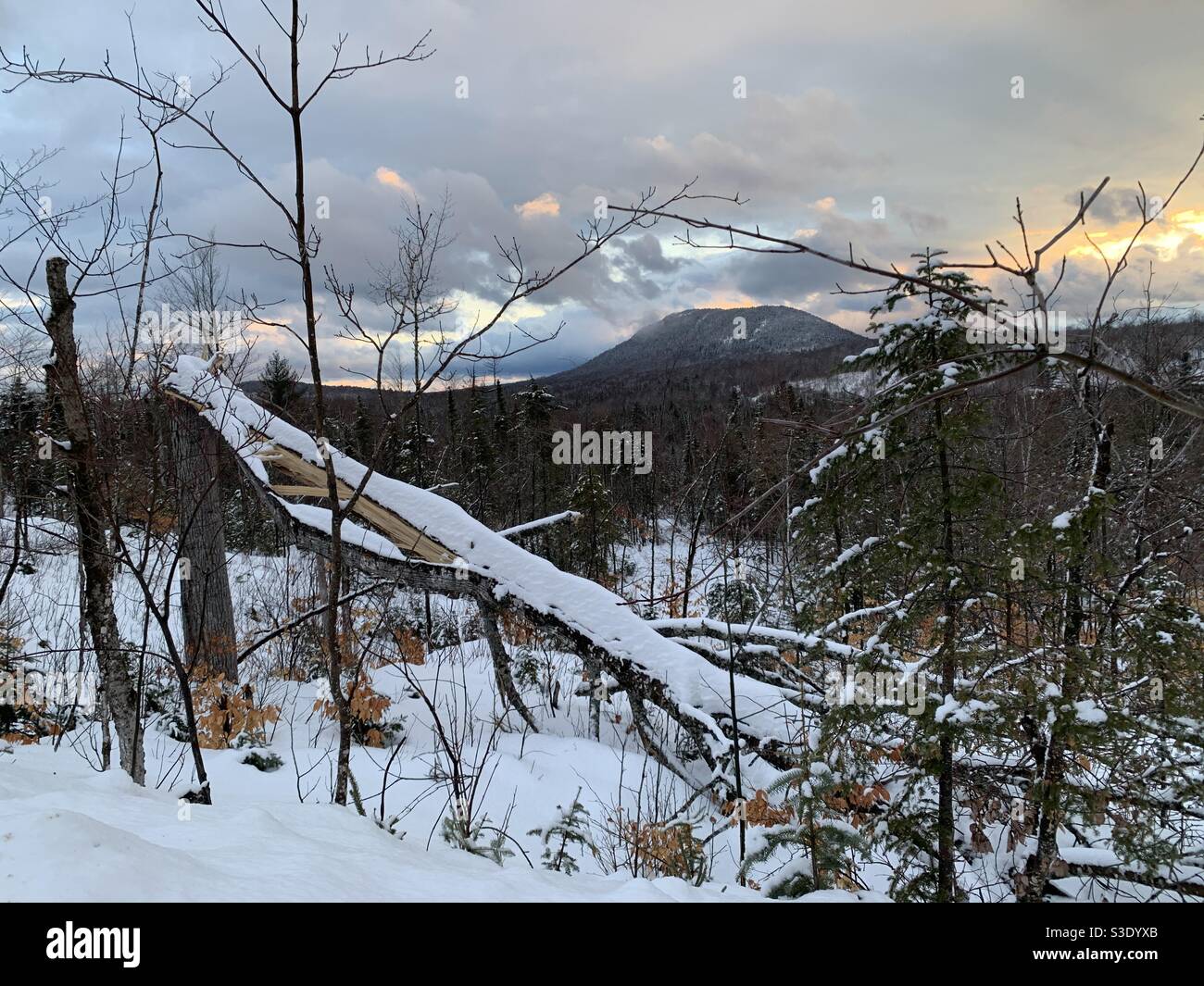 Broken tree in foreground lined with snow and Sugarloaf Mtn in the background framed by two overarching tree twigs against the evening sky, March 1, 2021 at 5:01 pm, Mt Chase, Maine, Grand Lake Road Stock Photo
