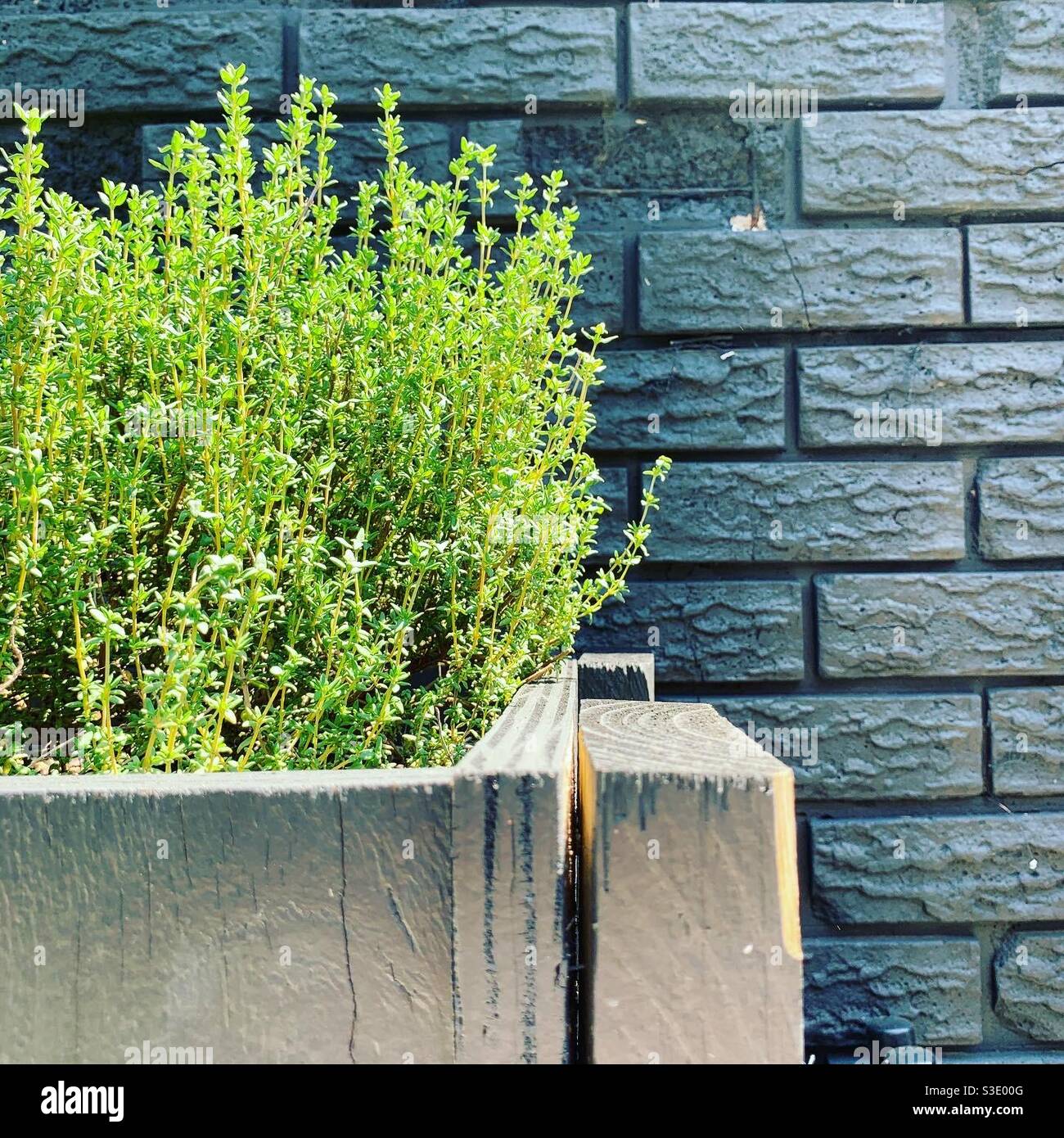 Thyme in the garden Stock Photo Alamy