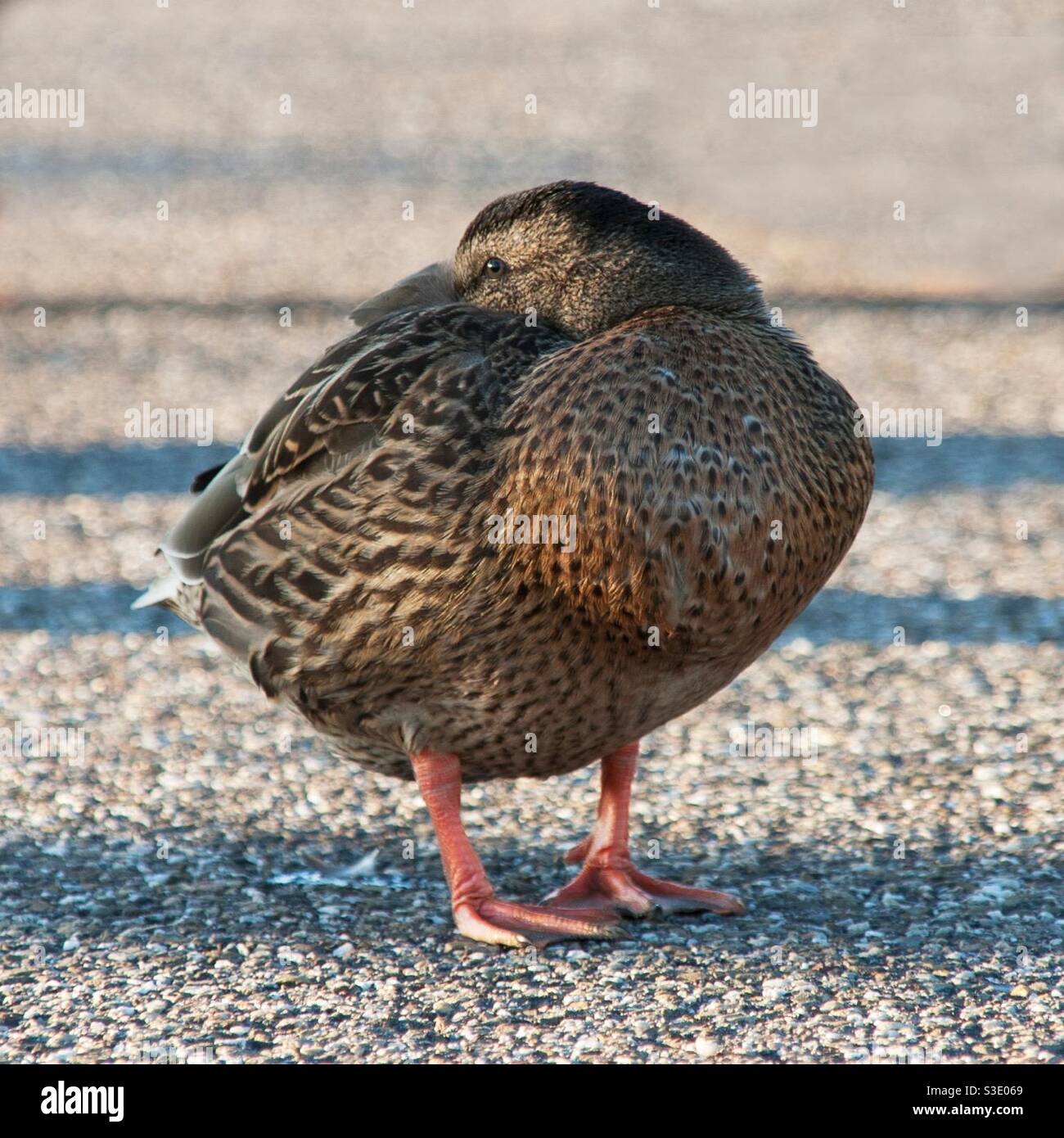 A female mallard duck standing in a sleep position Stock Photo Alamy