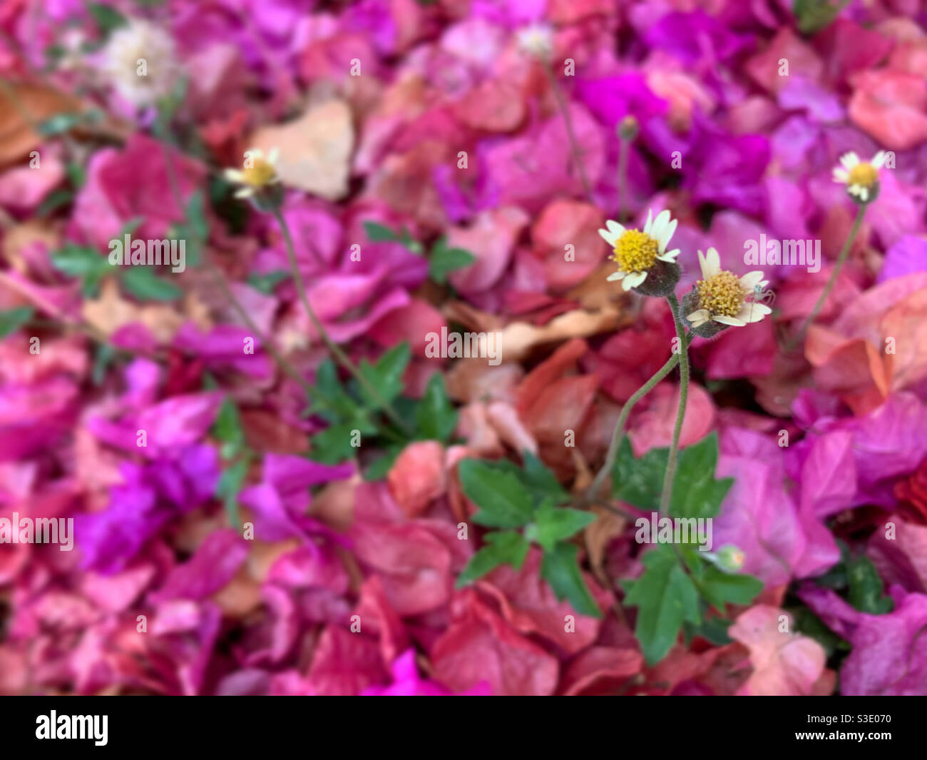 Bed of flowers - Smartphone Captured Stock Image
