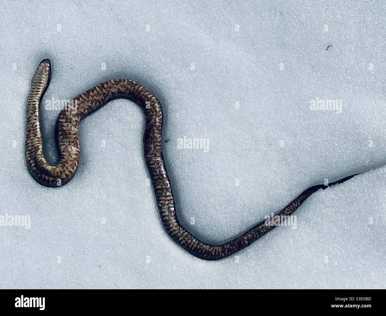 Snake frozen in the snow above shot. Winter in New Jersey forest Stock