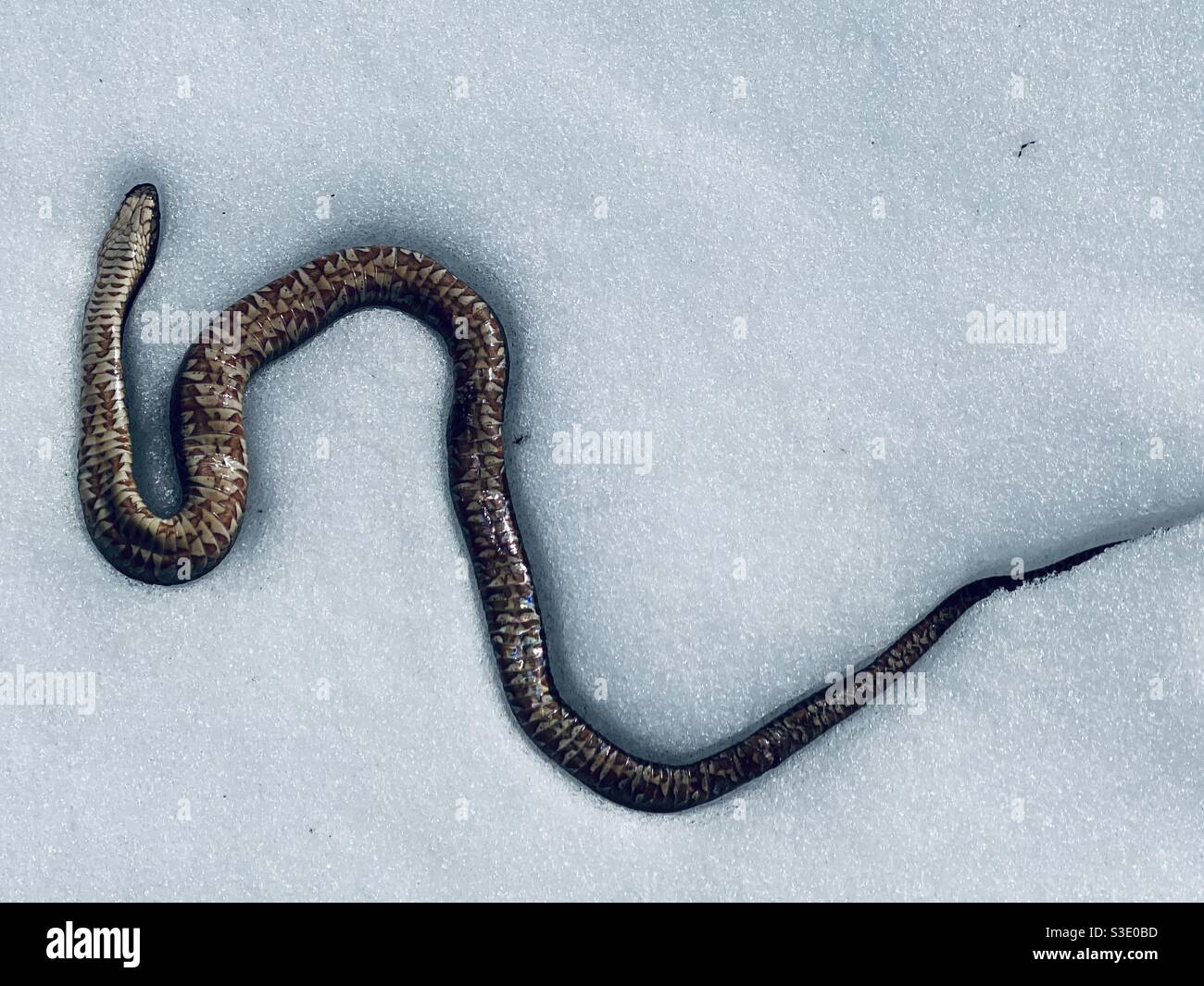 Winter Serpent Stock Illustrations – 264 Winter Serpent Stock  Illustrations, Vectors & Clipart - Dreamstime