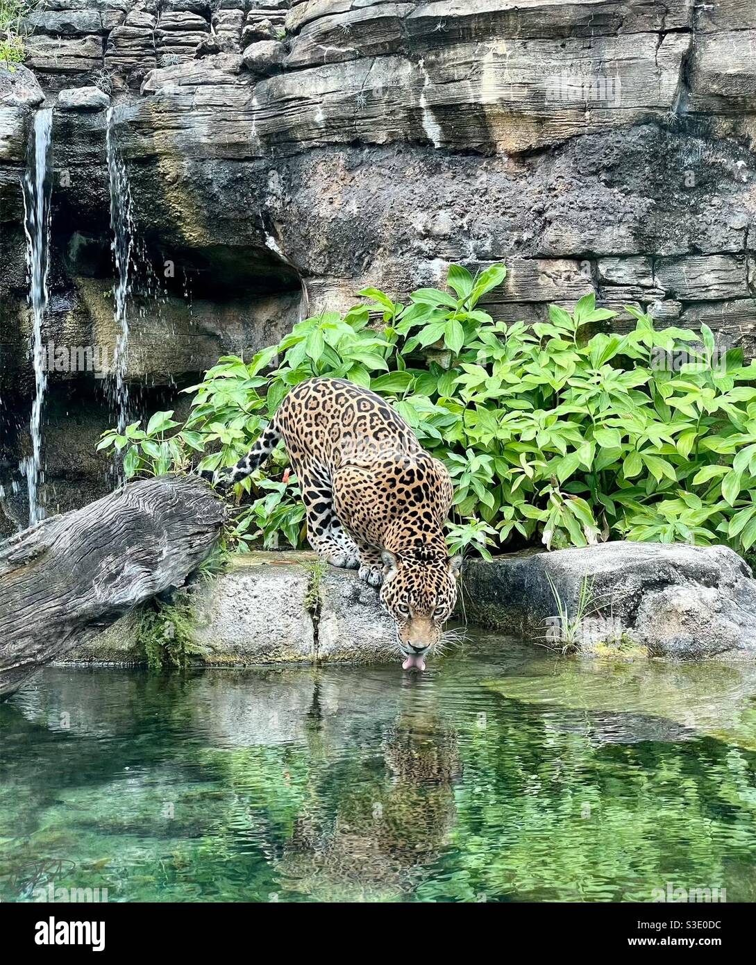 Jacksonville Zoo Stock Photo Alamy