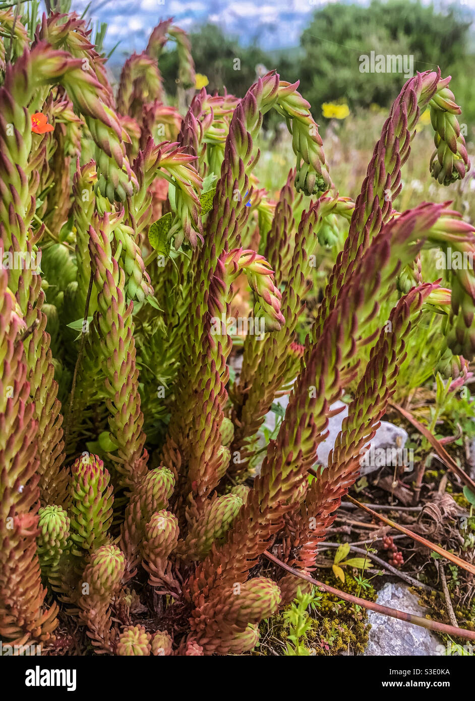 Sedum Forsterianum (curled stalks before flowering) Stock Photo