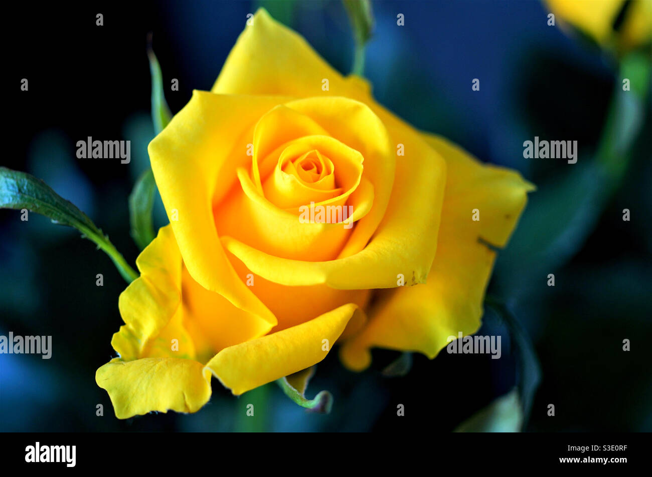 Yellow rose flower on dark background Stock Photo - Alamy
