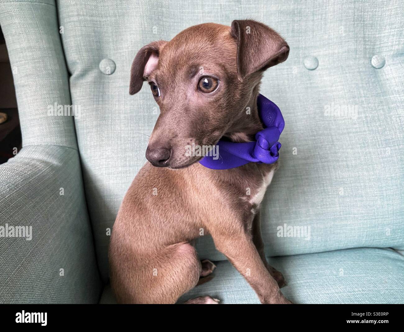 Puppy Italian greyhound with a violet collar on a sofa Stock Photo