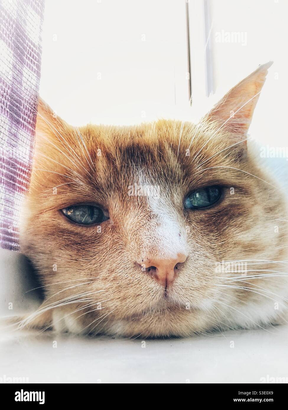 Portrait of ginger cat - Smartphone Captured Stock Image
