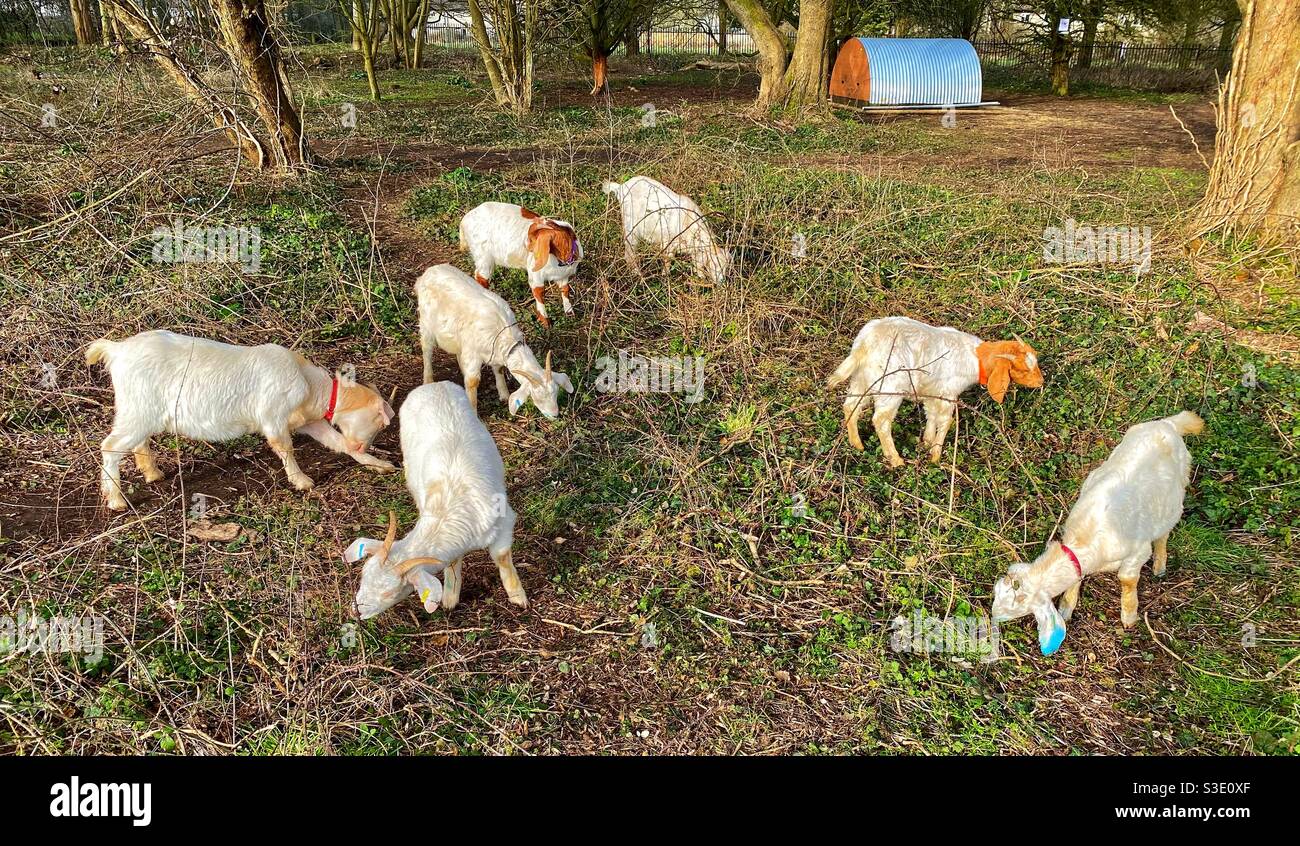 Streetgoat bristol Stock Photo