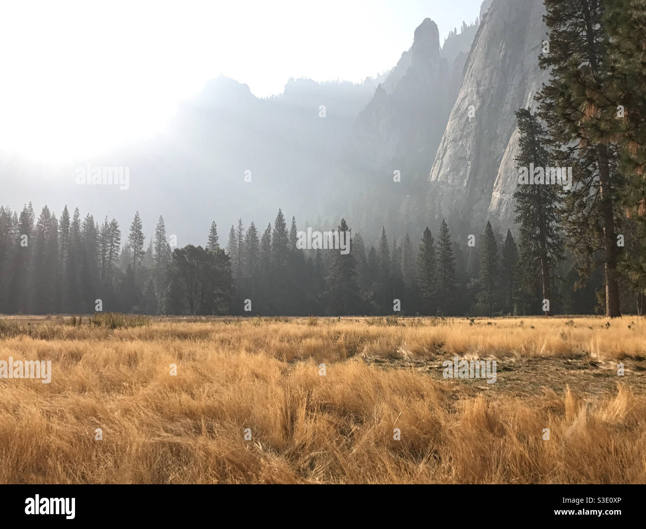A beautiful meadow leads to black oak, incense cedar, and ponderosa pine trees, with tall mountains above, shrouded in fog during the early morning sunrise. - Smartphone Captured Stock Image