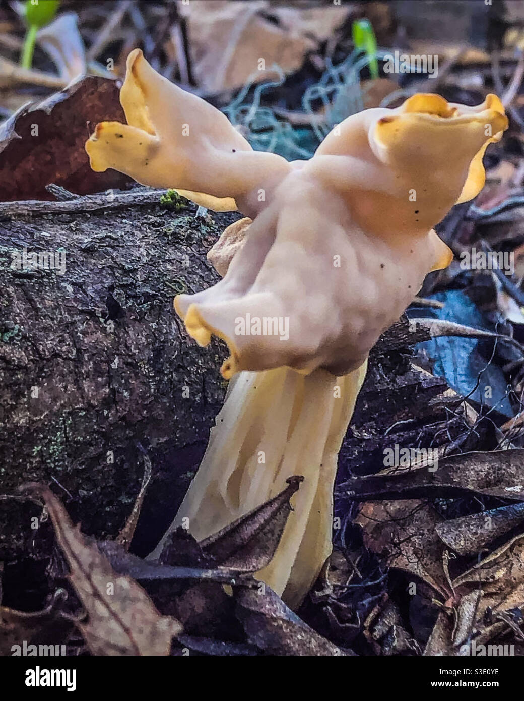 False Morel Mushroom - looks a bit like a deer with antlers Stock Photo