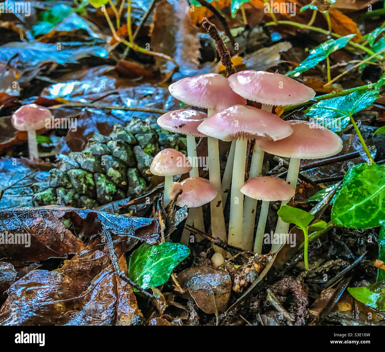 Mycenaceae mushrooms Stock Photo